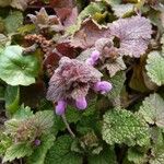 Lamium purpureum Habit