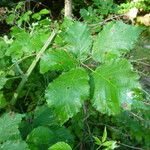 Rubus pericrispatus Outro