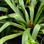 Yucca flaccida Leaf