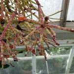 Rhipsalis neves-armondii Likasa
