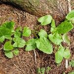 Rumex arifolius Habitus