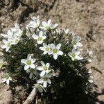 Minuartia recurva Flor