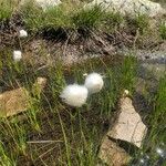 Eriophorum scheuchzeri Λουλούδι