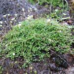 Arenaria balearica Hábito