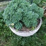 Argyranthemum frutescens Folha