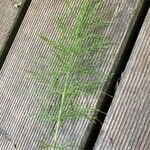 Equisetum sylvaticumLeaf