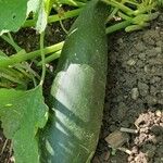 Cucurbita pepo Fruto