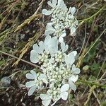Orlaya grandiflora Цвят