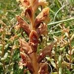 Orobanche alba Fula