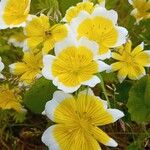 Limnanthes douglasii Fleur