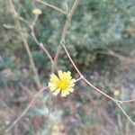 Lactuca serriolaFlower