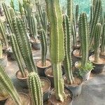 Cereus jamacaruЛіст