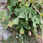 Potentilla crassinervia Leaf