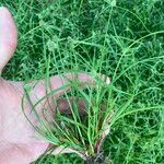 Cyperus hortensis 形态