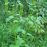 Agastache nepetoides Кветка