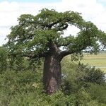 Adansonia digitata List