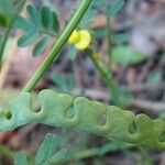 Hippocrepis biflora 果實