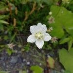 Parnassia palustris Квітка