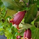 Bignonia capreolata Floare