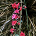 Penstemon havardii Кветка