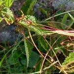 Cuscuta europaea Habit