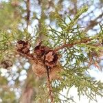 Cupressus lusitanica Φρούτο