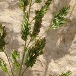 Polypogon viridis Blüte