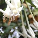 Posoqueria latifolia Kvet