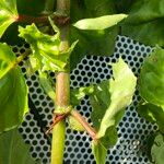 Begonia convolvulacea Écorce