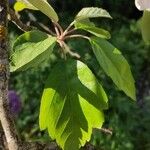 Malus coronaria Leaf