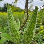 Asclepias syriaca 果実