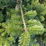 Abies nordmanniana Lehti