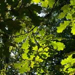 Quercus × rosacea Blad