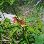 Scrophularia sambucifolia 花