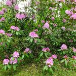 Rhododendron catawbiense ശീലം