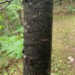 Betula occidentalis Bark