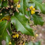 Berberis vulgaris পাতা