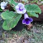 Sinningia speciosa Flor