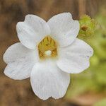 Pinguicula pumila 花