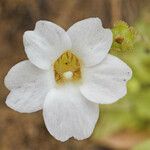 Pinguicula pumila