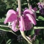 Phlomis purpurea Virág