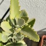 Kalanchoe millotii Leaf