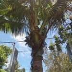 Cocos nucifera Feuille