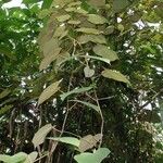 Vitis tiliifolia Ďalší