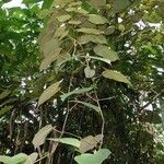 Vitis tiliifolia その他の提案