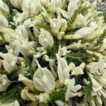Astragalus greuteri 花