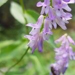 Vicia craccaŽiedas