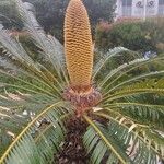 Cycas revoluta Flower