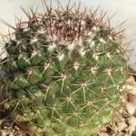 Mammillaria petterssonii Habit