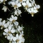 Phalaenopsis stuartiana Flower